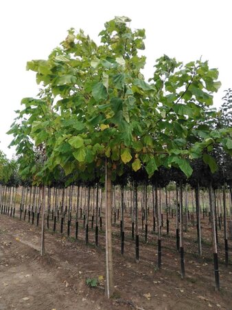 Catalpa bignonioides 30-35 STA WRB 4 X V
