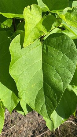 Catalpa bignonioides 8-10 Hoogstam draadkluit - afbeelding 1