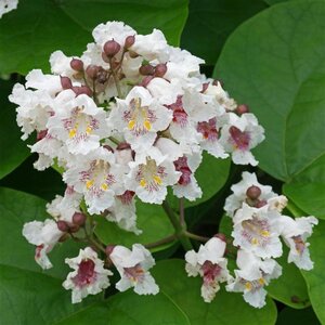 Catalpa bignonioides 8-10 Hoogstam draadkluit - afbeelding 2
