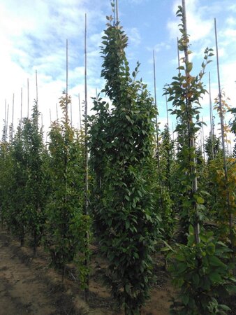 Carpinus bet. 'Lucas' 12-14 cm wortelgoed geveerd 2 X verplant - afbeelding 4