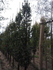 Carpinus bet. 'Lucas' 12-14 cm wortelgoed geveerd 2 X verplant - afbeelding 5