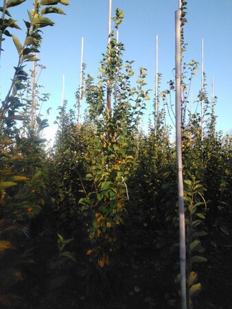 Carpinus bet. 'Lucas' 12-14 cm wortelgoed geveerd 2 X verplant - afbeelding 6