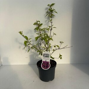 Callicarpa bod. 'Profusion' 40-50 cm cont. 3,0L