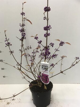 Callicarpa bod. 'Profusion' 40-50 cm cont. 3,0L - afbeelding 1