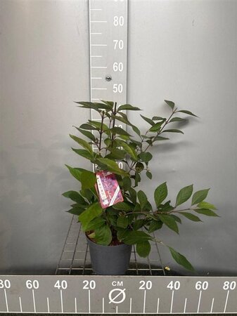 Callicarpa bod. 'Profusion' 40-50 cm cont. 3,0L - afbeelding 4