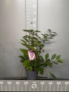 Callicarpa bod. 'Profusion' 40-50 cm cont. 3,0L - afbeelding 4