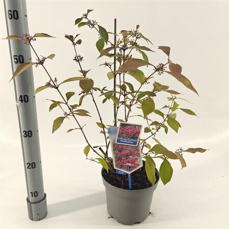 Callicarpa bod. 'Profusion' 40-50 cm cont. 3,0L - afbeelding 2