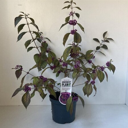 Callicarpa bod. 'Profusion' 40-50 cm cont. 3,0L - afbeelding 5