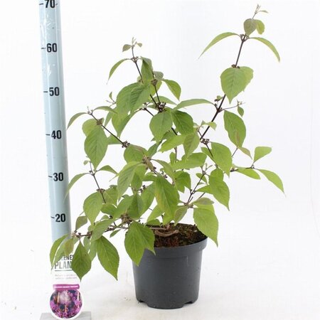 Callicarpa bod. 'Profusion' 40-50 cm cont. 3,0L - afbeelding 3