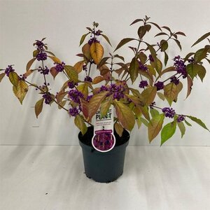 Callicarpa bod. 'Profusion' 40-50 cm cont. 3,0L - afbeelding 6