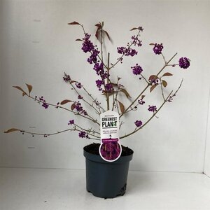 Callicarpa bod. 'Profusion' 40-50 cm cont. 3,0L - afbeelding 7