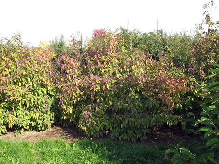 Callicarpa bod. 'Profusion' 50-60 cm cont. 3,0L - afbeelding 1