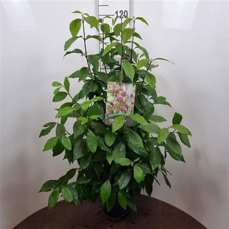 Callicarpa bod. 'Profusion' 60-80 cm cont. 10L - afbeelding 1