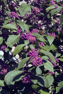 Callicarpa bod. 'Profusion' 60-80 cm container - afbeelding 4
