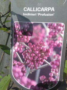 Callicarpa bod. 'Profusion' 80-100 cm cont. 12L