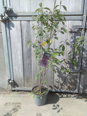 Callicarpa bod. 'Profusion' 80-100 cm cont. 12L - afbeelding 2