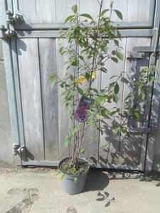 Callicarpa bod. 'Profusion' 80-100 cm cont. 12L - afbeelding 2