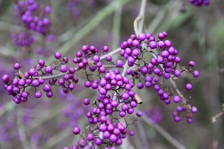 Callicarpa bod. 'Profusion' 80-100 cm container - afbeelding 2
