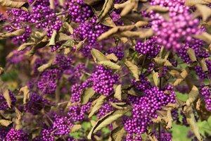 Callicarpa bod. 'Profusion' 80-100 cm container - afbeelding 3