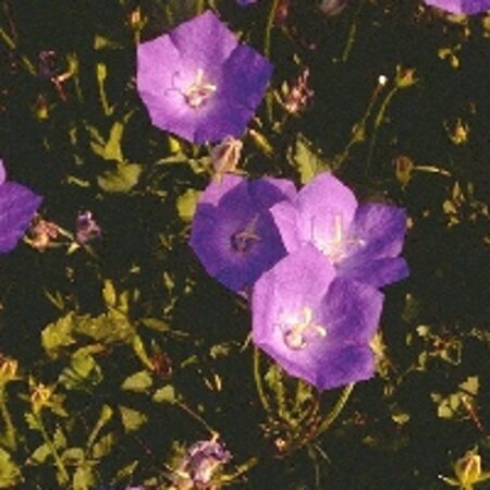 Campanula carpatica geen maat specificatie 0,55L/P9cm - afbeelding 3