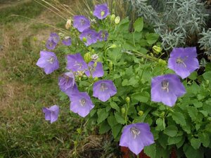 Campanula carpatica geen maat specificatie 0,55L/P9cm
