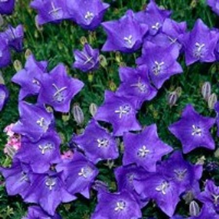 Campanula carpatica geen maat specificatie 0,55L/P9cm - afbeelding 4