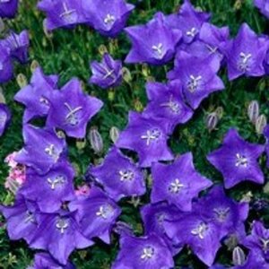 Campanula carpatica geen maat specificatie 0,55L/P9cm - afbeelding 4