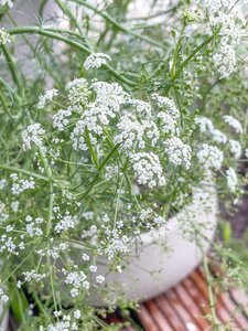 Carum carvi geen maat specificatie 0,55L/P9cm - afbeelding 4