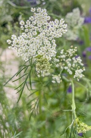 Carum carvi geen maat specificatie 0,55L/P9cm - afbeelding 5