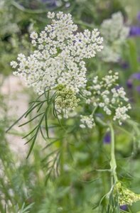 Carum carvi geen maat specificatie 0,55L/P9cm - afbeelding 5