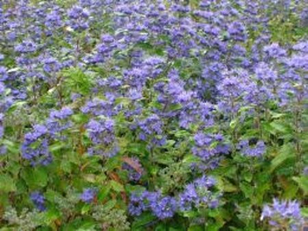 Caryopteris cland. 'Heavenly Blue' 30-40 cm cont. 2,0L - afbeelding 9