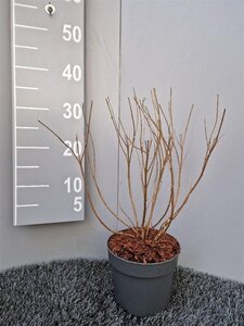 Caryopteris cland. 'Heavenly Blue' 30-40 cm cont. 2,0L - afbeelding 6