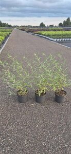 Caryopteris cland. 'Heavenly Blue' 30-40 cm cont. 2,0L - afbeelding 7