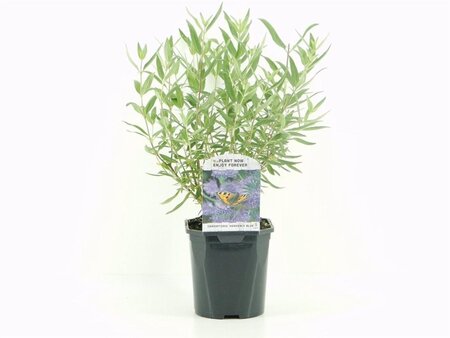 Caryopteris cland. 'Heavenly Blue' 30-40 cm cont. 2,0L - afbeelding 4