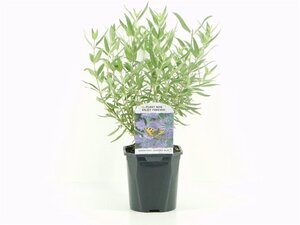 Caryopteris cland. 'Heavenly Blue' 30-40 cm cont. 2,0L - afbeelding 4