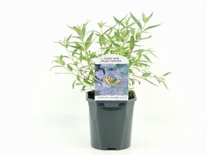 Caryopteris cland. 'Heavenly Blue' 30-40 cm cont. 2,0L - afbeelding 3