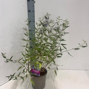 Caryopteris cland. 'Heavenly Blue' 30-40 cm cont. 2,0L - afbeelding 2