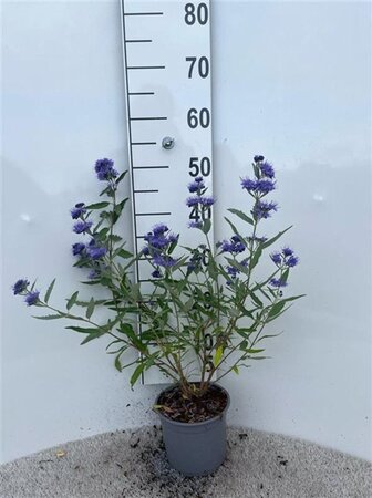 Caryopteris cland. 'Heavenly Blue' 30-40 cm cont. 2,0L - afbeelding 10