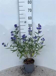 Caryopteris cland. 'Heavenly Blue' 30-40 cm cont. 2,0L - afbeelding 10