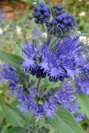 Caryopteris cland. 'Heavenly Blue' 30-40 cm cont. 2,0L - afbeelding 8