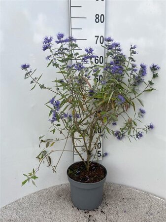 Caryopteris cland. 'Heavenly Blue' 40-60 cm cont. 5,0L - afbeelding 3