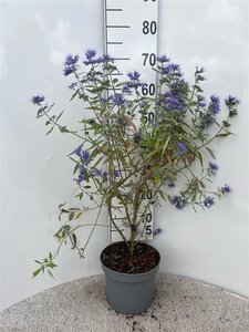 Caryopteris cland. 'Heavenly Blue' 40-60 cm cont. 5,0L - afbeelding 3