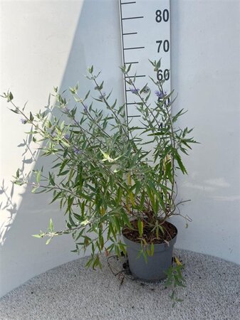 Caryopteris cland. 'Heavenly Blue' 40-60 cm cont. 5,0L - afbeelding 1