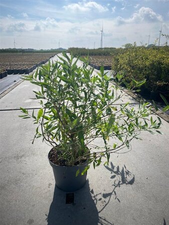 Caryopteris cland. 'Heavenly Blue' 40-60 cm cont. 5,0L - afbeelding 2