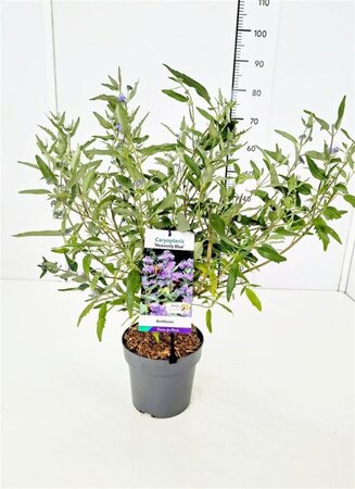 Caryopteris cland. 'Heavenly Blue' geen maat specificatie cont. 3,0L - afbeelding 1