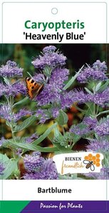 Caryopteris cland. 'Heavenly Blue' geen maat specificatie cont. 3,0L - afbeelding 2