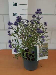 Caryopteris cland. 'Heavenly Blue' geen maat specificatie cont. 3,0L - afbeelding 3