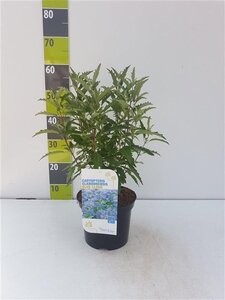 Caryopteris cland. 'Kew Blue' 40-60 cm cont. 3,0L - afbeelding 1