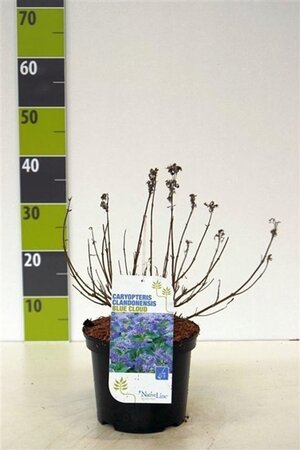 Caryopteris cland. 'Kew Blue' 40-60 cm cont. 3,0L - afbeelding 2