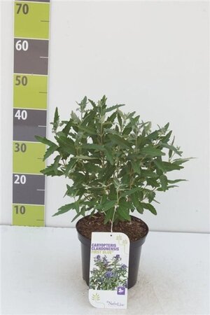 Caryopteris clandonensis 30-40 cm cont. 3,0L - afbeelding 5